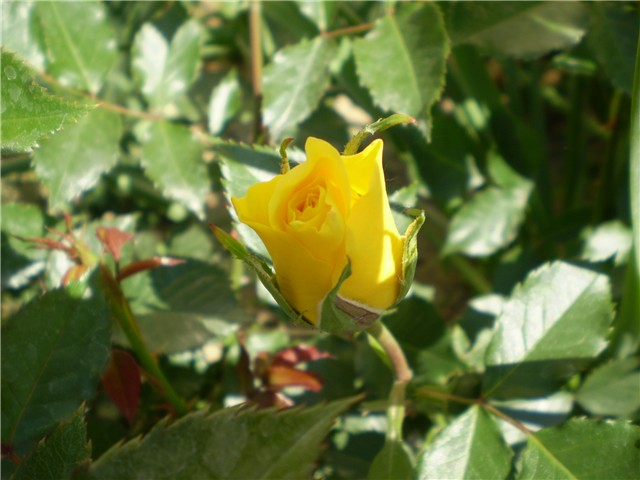 ružica